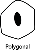 Pasted image