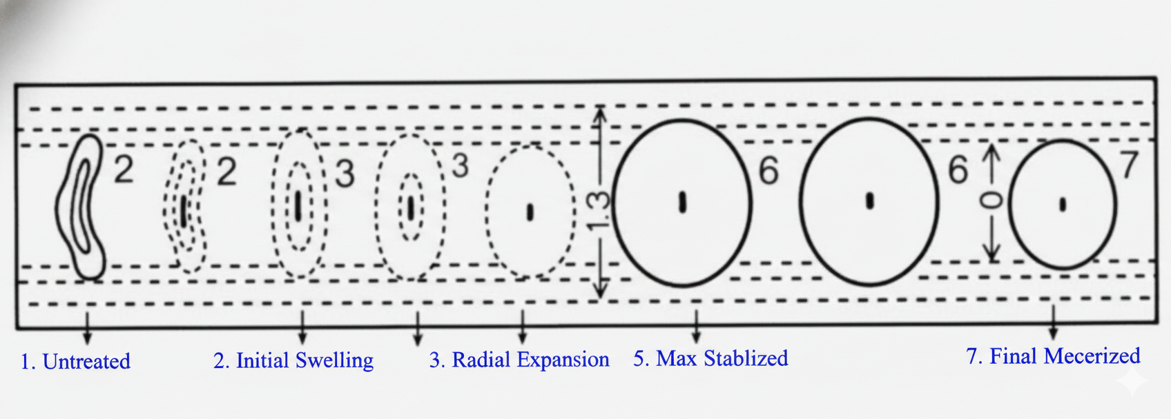 Cross section of fibre- Mercerization