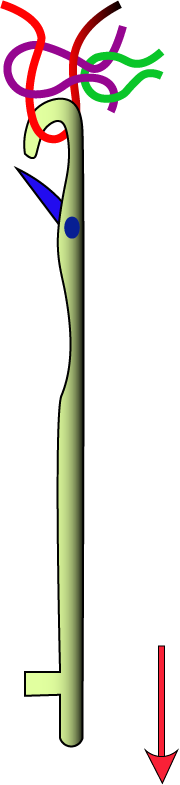 Drawing‑Down (Loop Tightening)