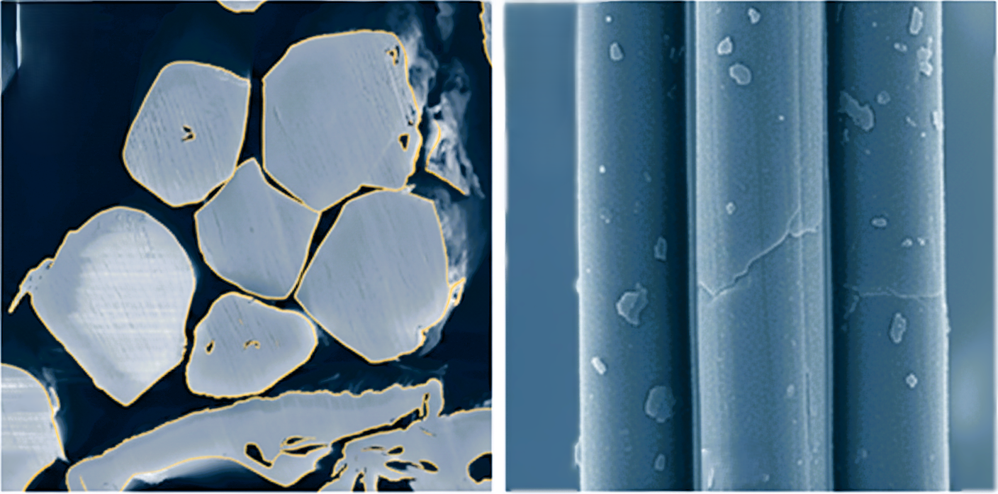 Flax Cross Sectional view