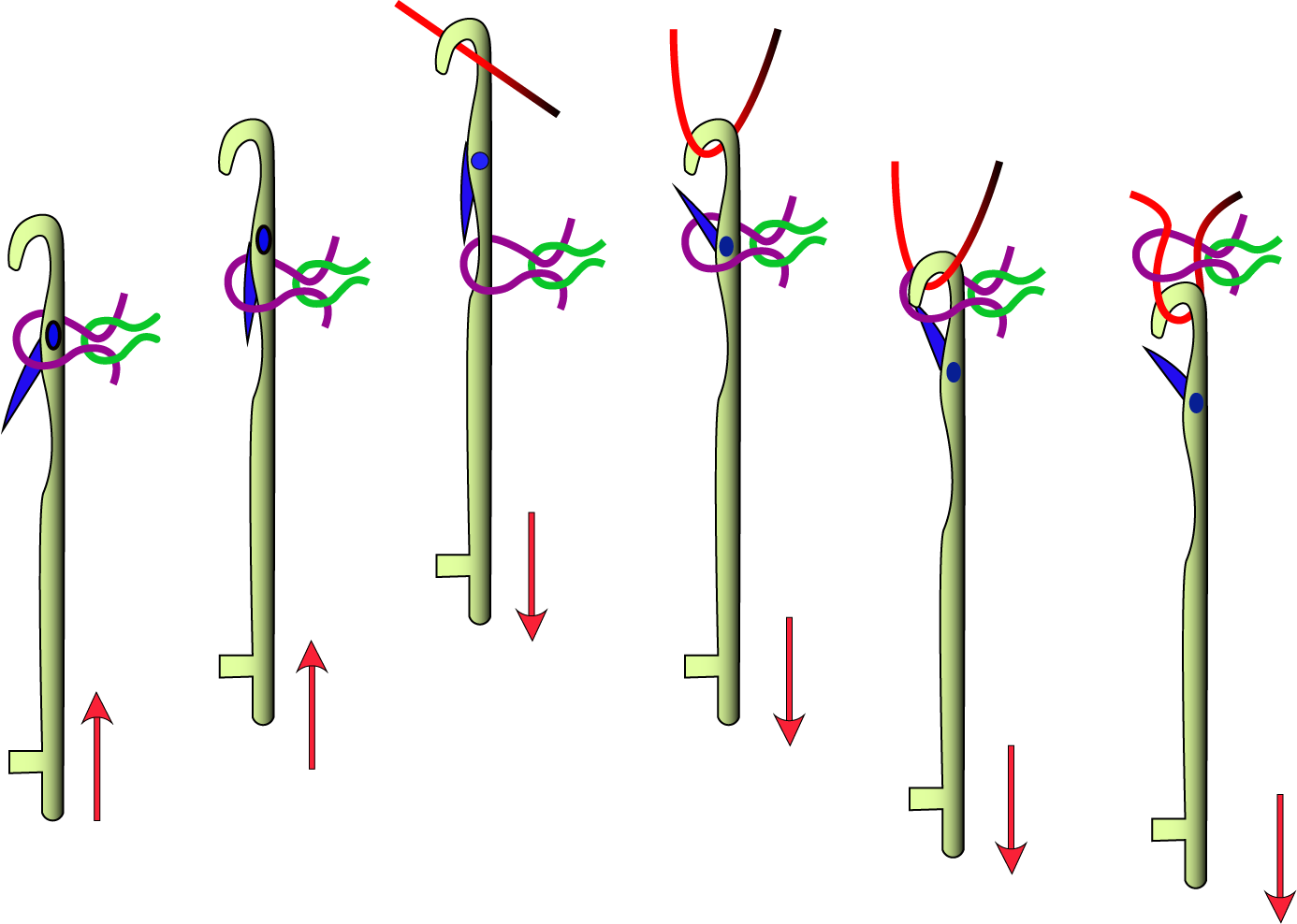 Knitting Actions of a Latch Needle